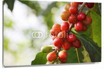 Lienzo Frutos rojos en rama